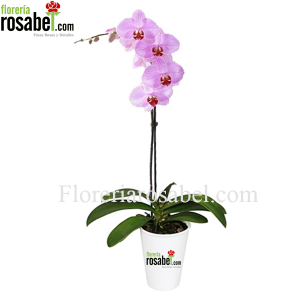 Flores Planta de Orquidea Phalaenopsis Rosada Delivery Lima Peru