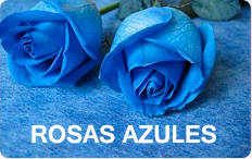 Rosas Azules lima peru