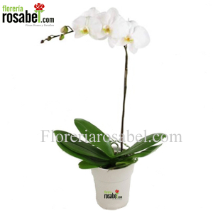 Planta de Orquidea Blanca Phalaenopsis Delivery Lima Peru