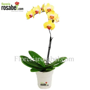 Planta de Orquidea Amarilla Centro Purpura -1 vara
