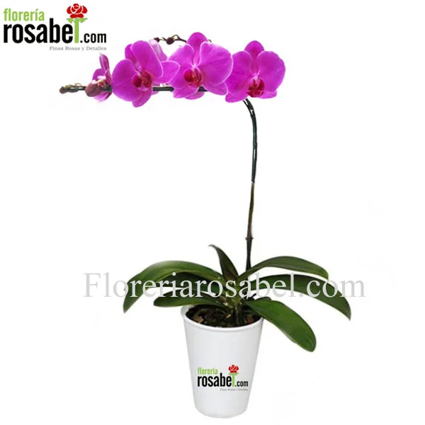 orquidea phalaenopsis fucsia