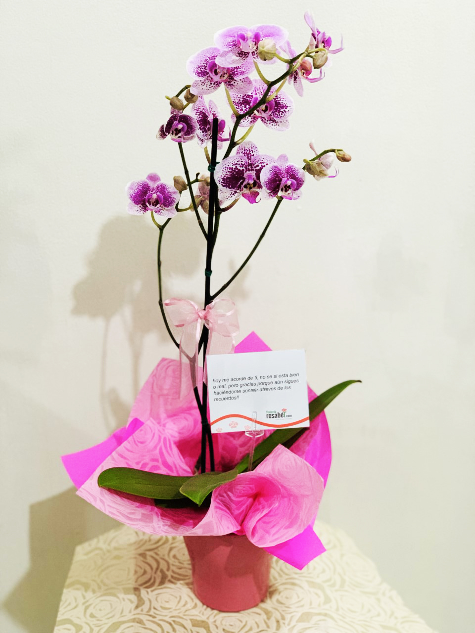 Orquídea Phalaenopsis Rosada Jaspeada